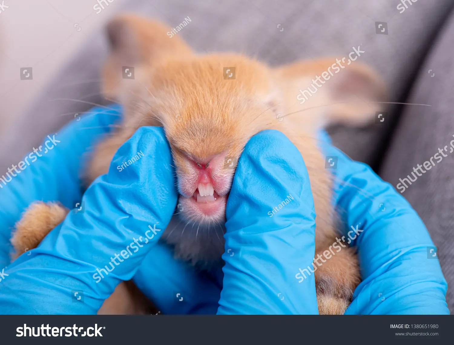 33642 bunny dental problems