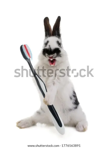 33642 bunny teeth cleaning